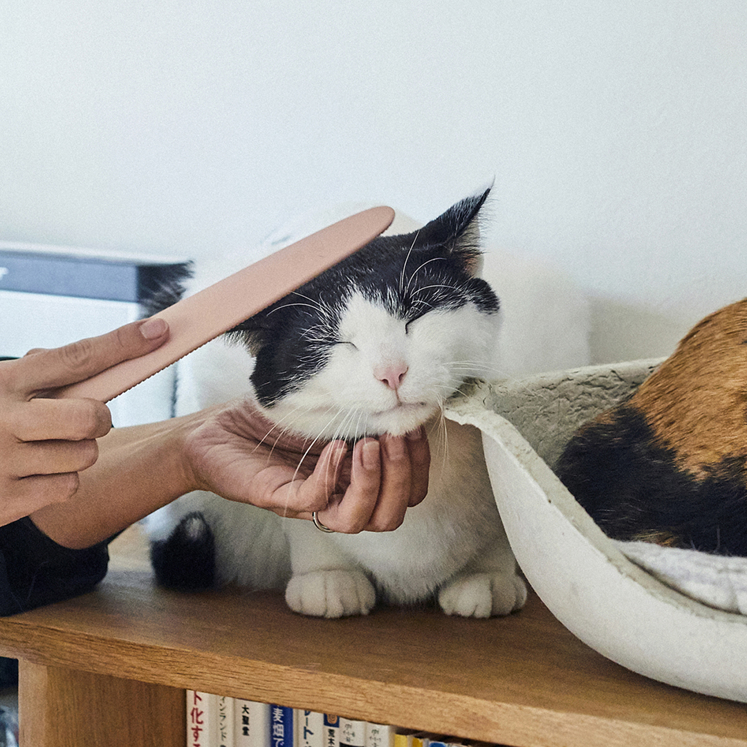 nekojasur_scene